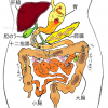 【初心者向け】腹部エコー（超音波）画像と疾患の見方～消化管編：胃・大腸～